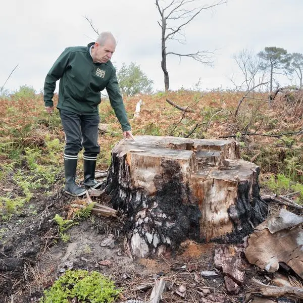 Un forestier à coté de jeunes repousses de pins et de chênes dans une zone incendiée auparavant