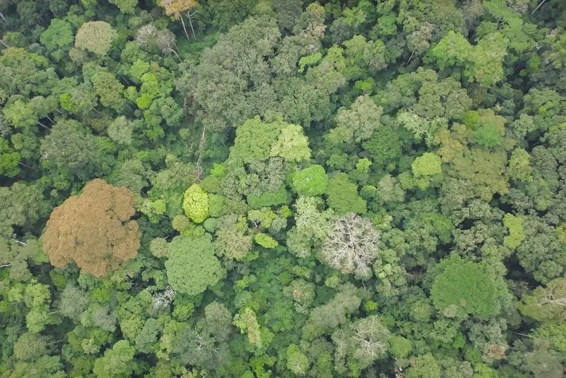 Une forêt mature et dense, illustrant l'objectif final après plusieurs décennies de croissance