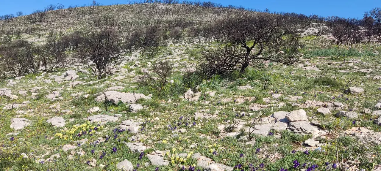 Jeune pousse verte émergeant d'un sol couvert de cendres dans une forêt brûlée